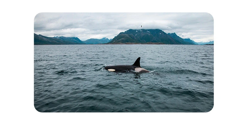 Orcas sinking boats